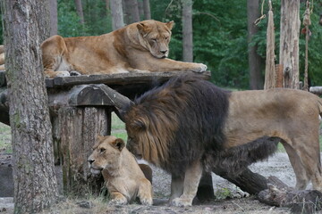 Löwen liebkosend Serengetipark