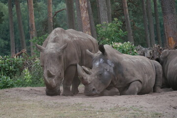 Obraz premium Nashorn Serengetipark