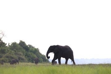 African Elephants playing in the Chobe National Park in Botswana