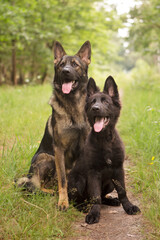 14 en 4 maanden oude Duitse herders