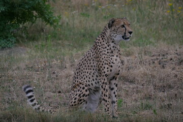 Gepard  sitzend Serengetipark 1
