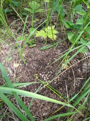 anthill with ants dragging their eggs