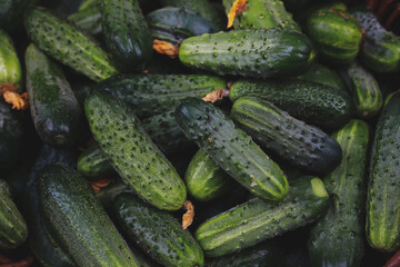 fresh young cucumbers picked in the garden