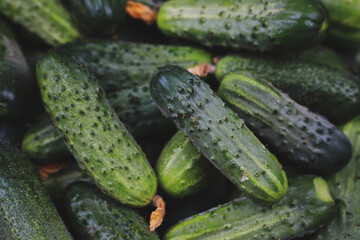fresh young cucumbers picked in the garden