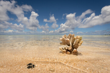 coral on beach