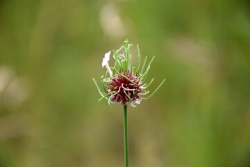 Wild garlic flower (Allium vineale) in grass meadow.