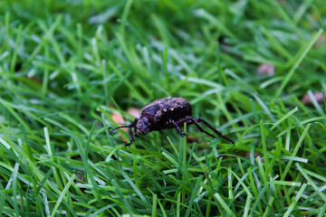 bug on grass