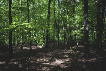 A forest landscape filled with trees