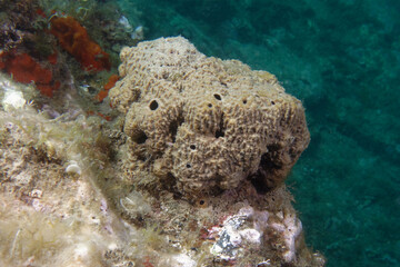 Marine sponge (Ircinia variabilis) in Mediterranean Sea
