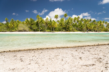 tropical beach with palm trees