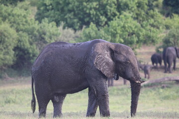 Naklejka na ściany i meble African Elephants playing in the Chobe National Park in Botswana