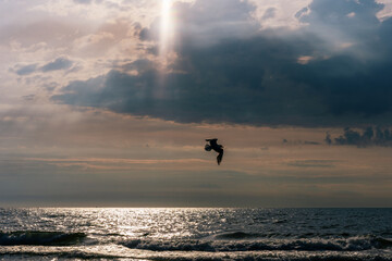 Seabird flight in sunset sky over cloudy Baltic sea.
