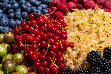 Gooseberries, blueberries, mulberry, raspberries, white and red currants.