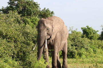 African Elephants playing by the Chobe river in Botswana