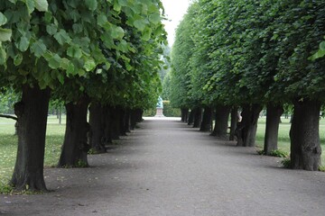 Tree lined walks