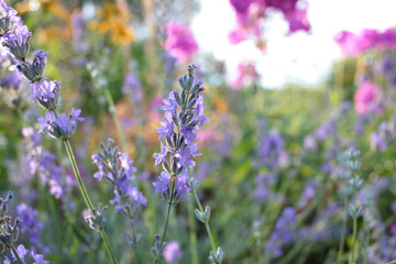 Purple Lavender flowers in the garden. Selective focus. Natural blurred floral background

