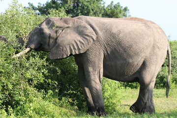 Fototapeta premium African Elephants playing by the Chobe river in Botswana