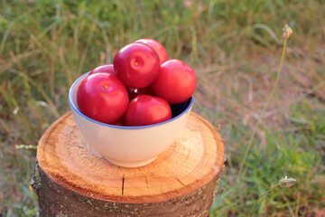 Fresh purple cherry plums in a bowl on the stump in the summer garden. 