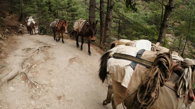 Donkeys carry stuff on a footpath on the Everest Base camp trek in the Himalaya, Nepal