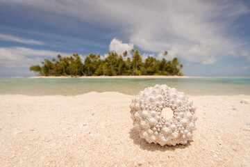 sea shell on tropical beach