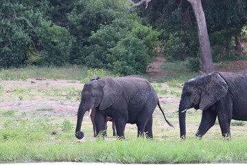 African Elephants playing by the Chobe river in Botswana