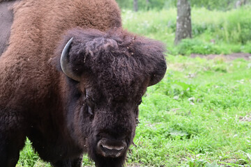 American Bison portrait
