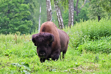 American Bison in the birch grove