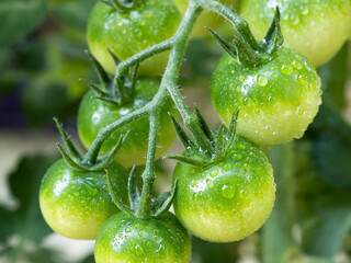 収穫前の緑のミニトマト