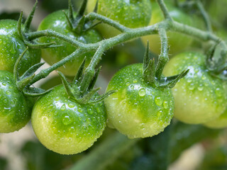 収穫前の緑のミニトマト