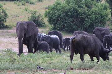 Fototapeta premium African Elephants playing by the Chobe river in Botswana