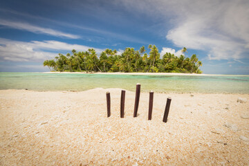 Heterocentrotus on tropical beach