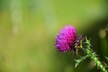 Thistle flower (Carduus assoi) leaning on sunlit meadow. Macro photo.
