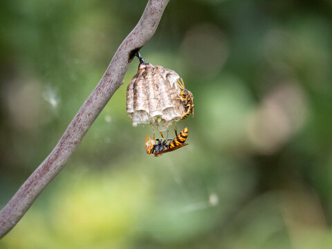 アシナガバチが巣を作り始めた様子 まだ小さい蜂の巣 Stock Photo Adobe Stock