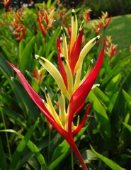 Fototapeta premium Red and Yellow Upright Heliconia Flowers, Bali, Indonesia