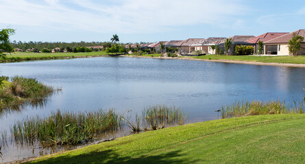 Fototapeta na wymiar Alligators sunbathing on a golf course in Bonita Springs, Florida