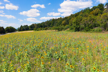 Obraz premium Sunflower field in the Wetterau / Germany under a white-blue sky