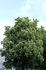 Fototapeta na wymiar White flowers - candles bloom on the chestnut tree in spring
