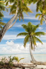 palm tree on the beach
