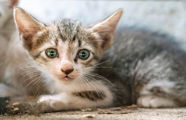 Close up a stray kitten crouching, eyes  staring at camera directly. Stray kitten's face looks alert and curious. White and grey body's colour, green eyes.