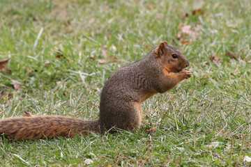 Naklejka na ściany i meble Squirrel gathering nuts in the autumn getting ready for winter
