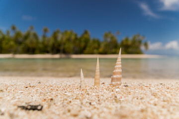 seashells on tropical beach