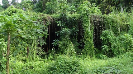 Tropical Vegetation Overgrowing an Abandoned Structure, Bali, Indonesia