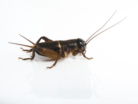 A cricket larva on white background , Teleogryllus emma