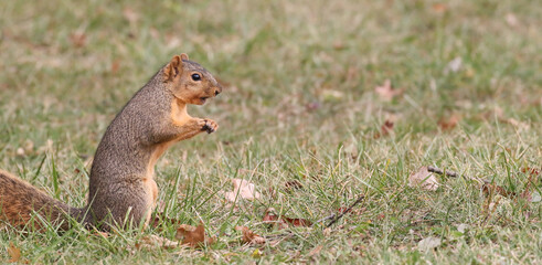 Squirrel gathering nuts in the autumn getting ready for winter