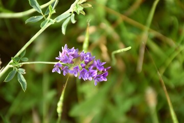 Flower of Medicago sativa, belonging to the fabaceae or legume family. It comes from Persia and is a plant that is widely used as a grass and is intensively cultivated throughout the world.
