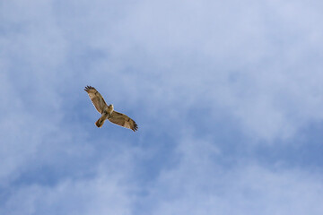 Seagull in flight with clouds and blue sky
