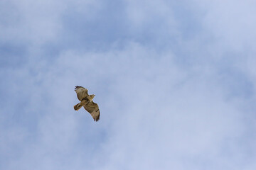 Seagull in flight with clouds and blue sky