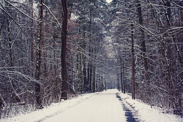 Winter forest with path