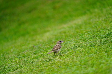 sparrow on the green lawn in the garden