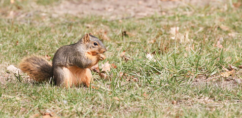 Squirrel gathering nuts in the autumn getting ready for winter